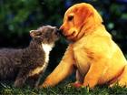 kat en hond